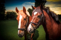  Equine-Portrait-Photography-Horse-images-by-Mark-In-Time-Photography-Northamptonshire-Towcester-Daventry