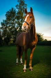  Equine-Portrait-Photography-Horse-images-by-Mark-In-Time-Photography-Northamptonshire-Towcester-Daventry