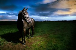 Black Horse at Sunset Equine Portrait Photography Northamptonshire