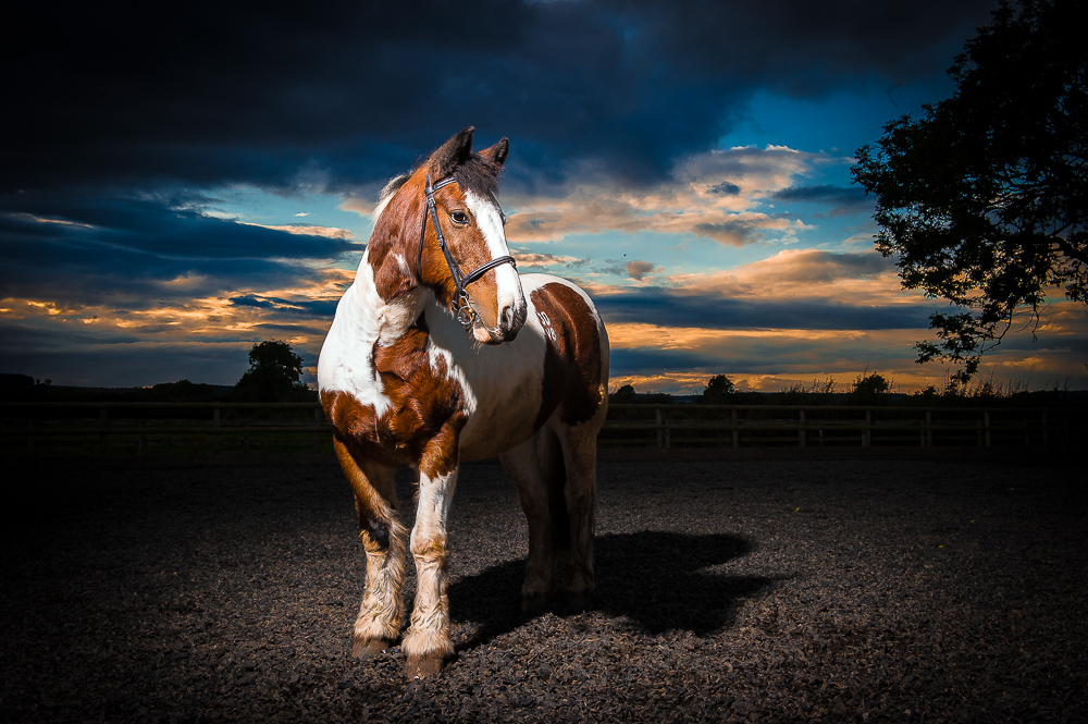 Pet Photography-Mark In Time Photography